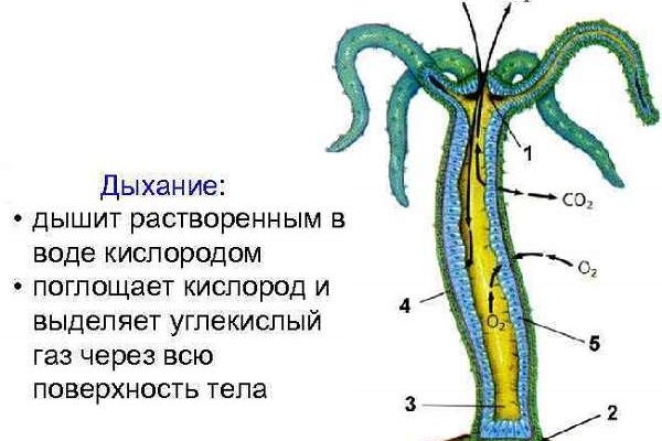 Kraken tor onion